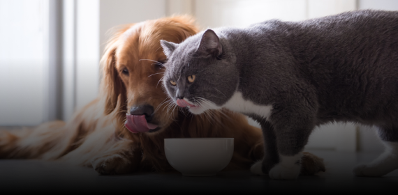 Medical food and supplies for pets